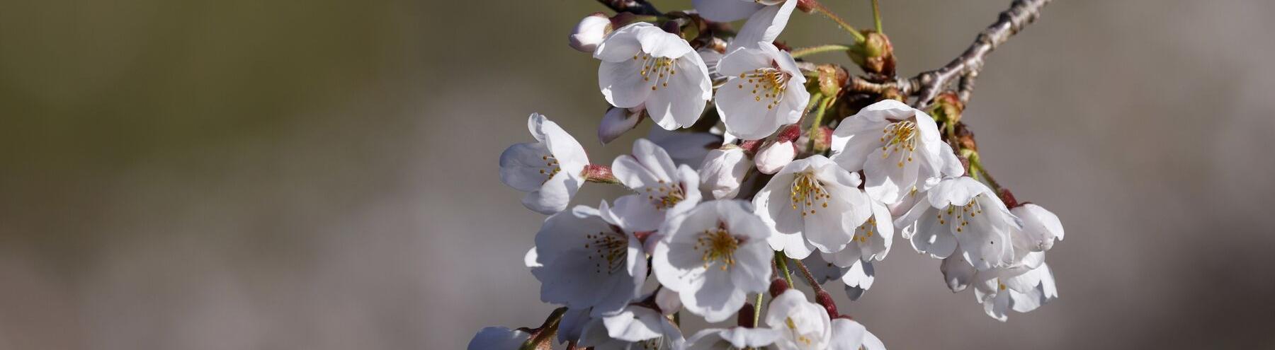 В Японии сакура стала цвести раньше из-за изменения климата