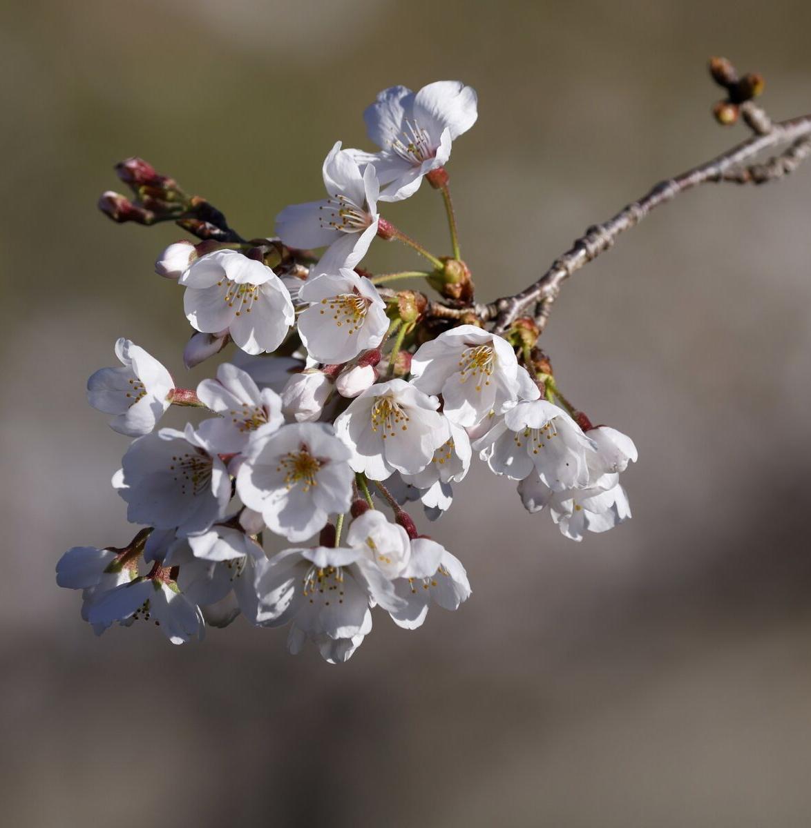 В Японии сакура стала цвести раньше из-за изменения климата