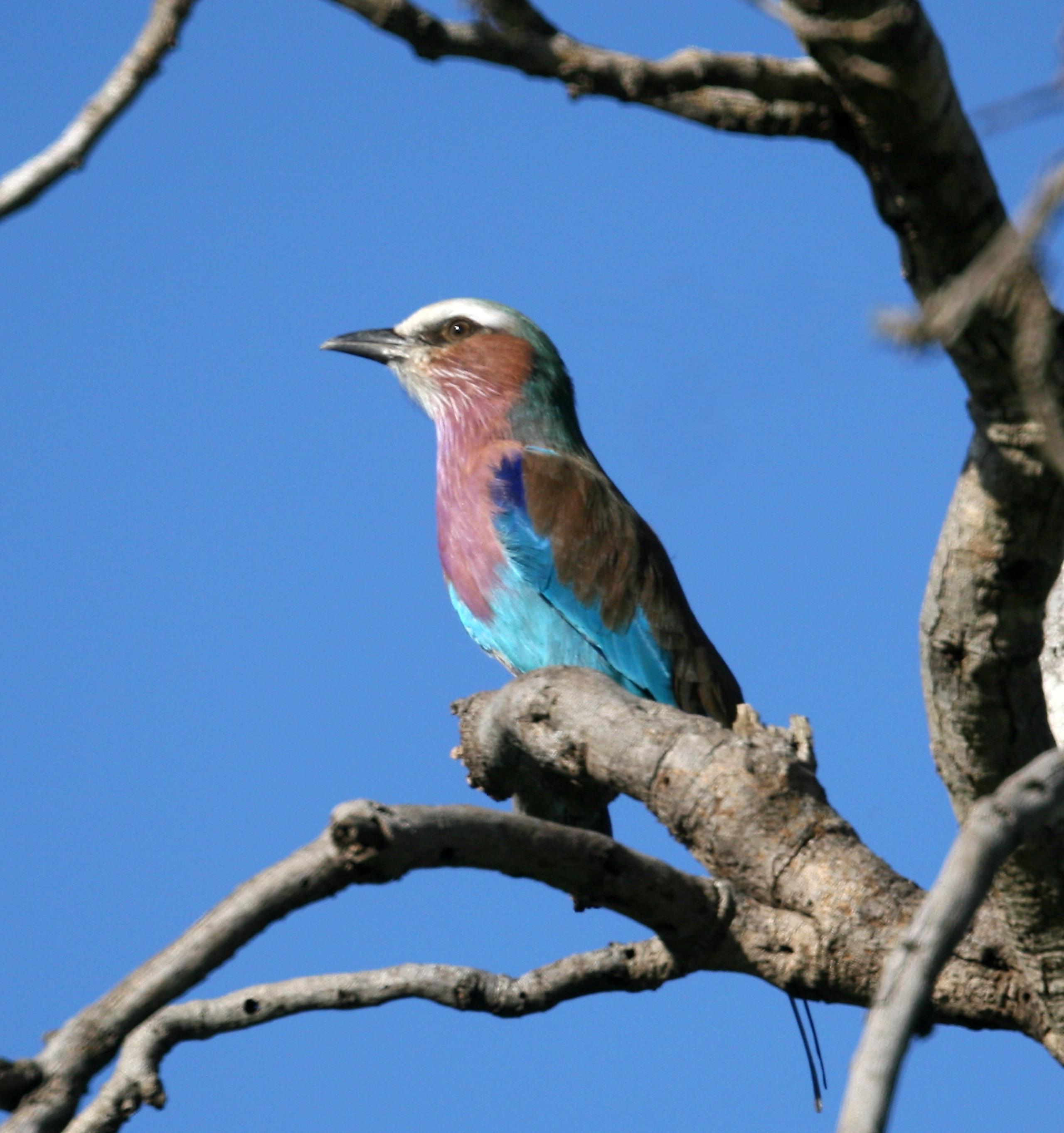 Более 170 видов диких птиц Индии нуждаются в охране 