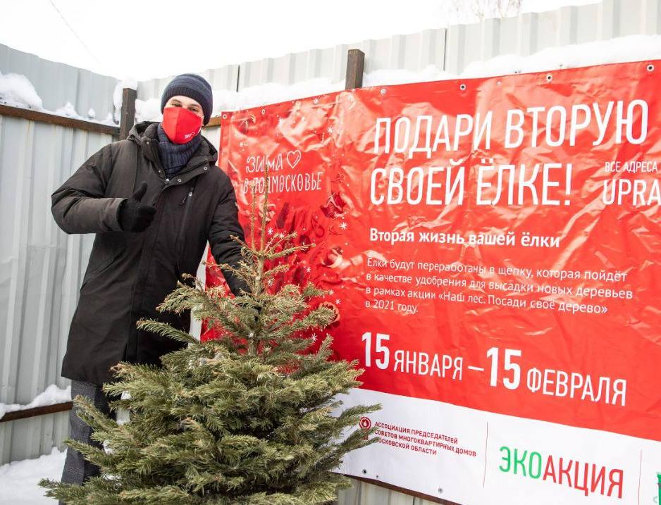 В Подмосковье начали работу 213 пунктов приема елок на переработку