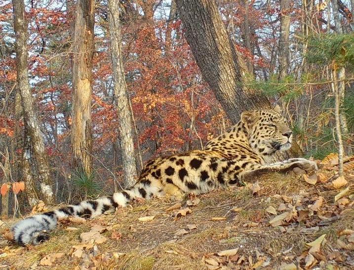 Фотоловушка запечатлела краснокнижного леопарда из «Кедровой пади» 