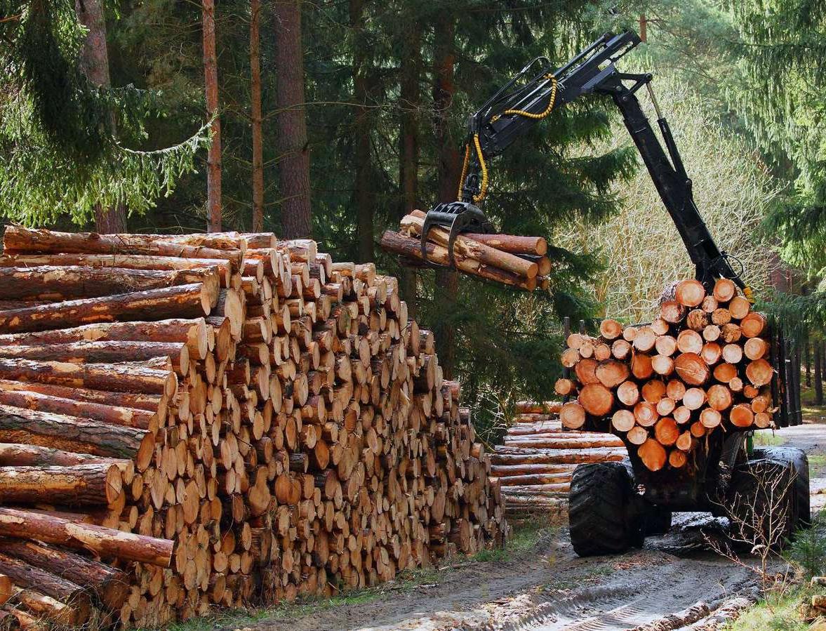 Шведы придумали делать аккумуляторы для электромобилей из дерева