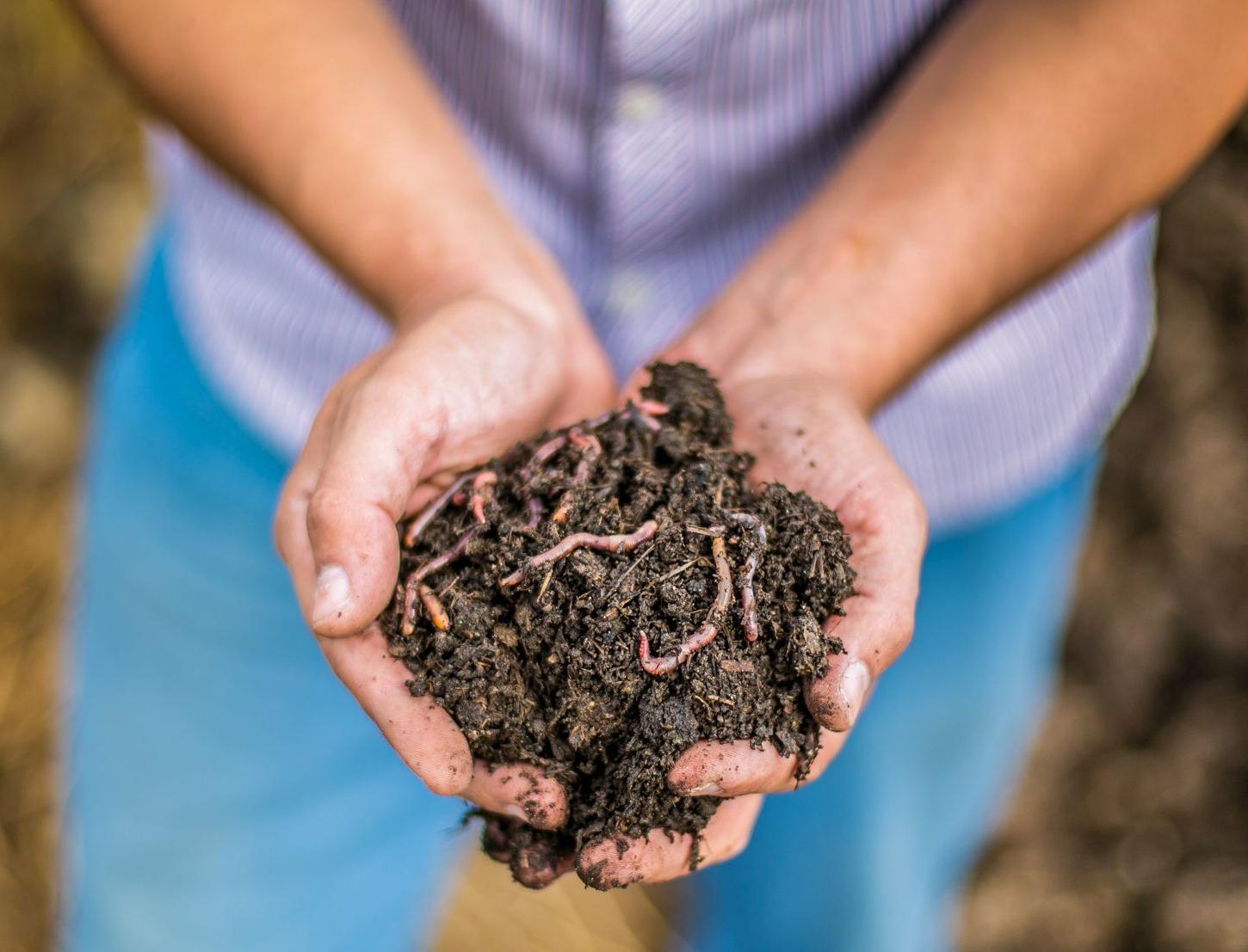 Российские ученые использовали червей для оценки влияния нефтепродуктов на почву