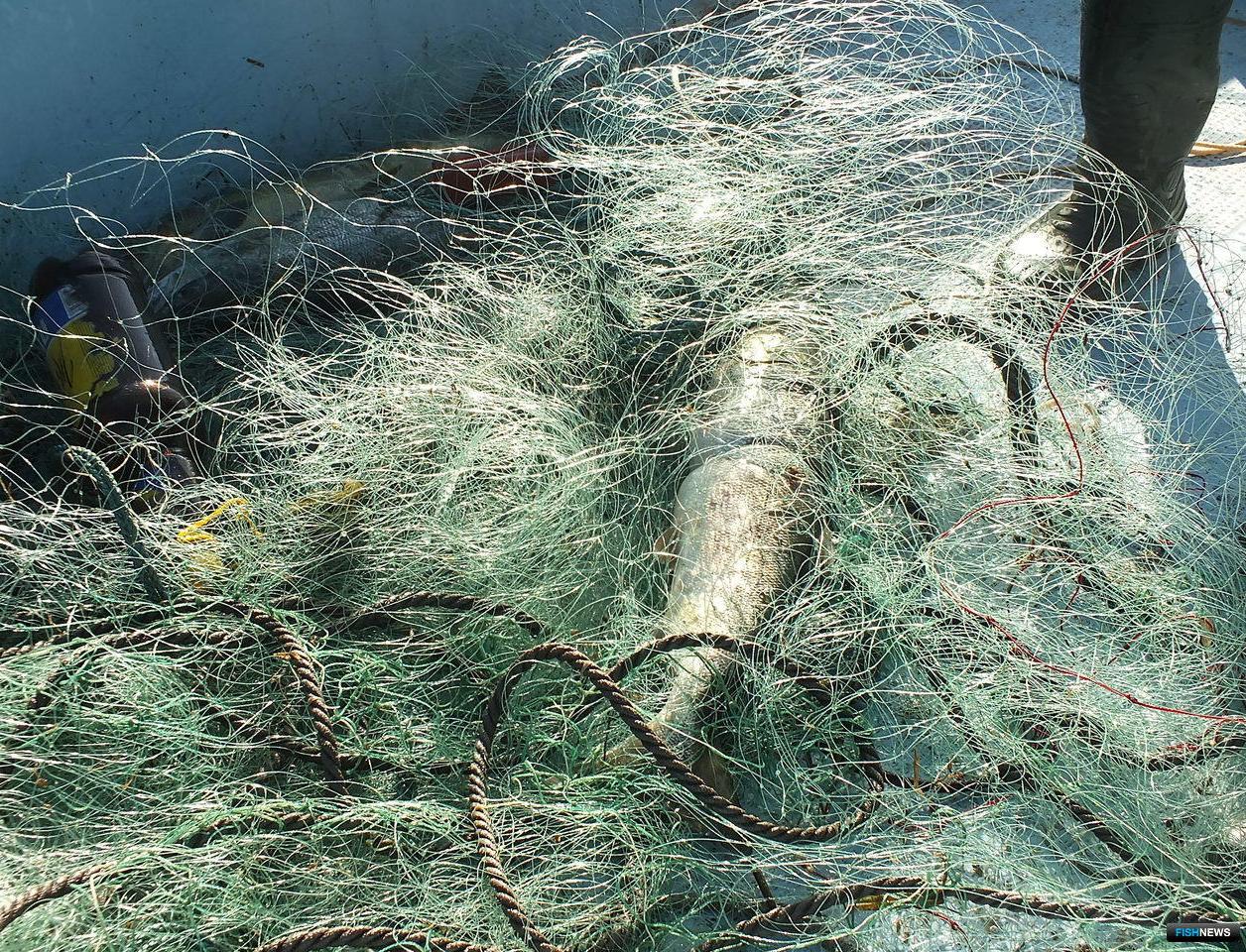 Свыше 200 рыболовных сетей вытащили из залива в Ульяновской области 
