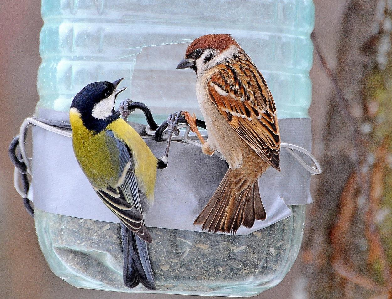 Чем кормить птиц зимой: 5 опасных ошибок